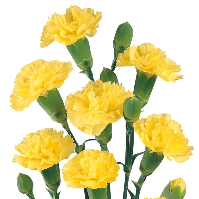 Yellow Mini Carnation Flowers Up Close