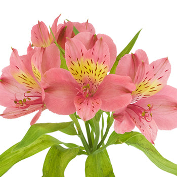 Yellow and Pink alstroemeria Wholesale Flower stem