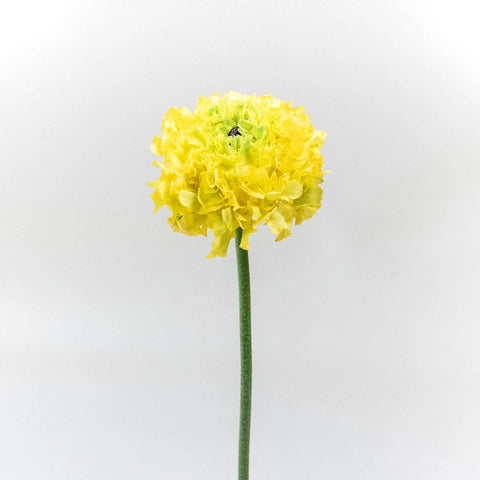 Yellow Pon Pon Ranunculus Flower Stem