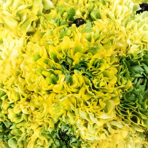 Yellow Pon Pon Ranunculus Flowers Up Close
