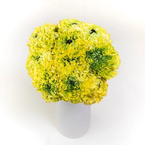 Yellow Pon Pon Ranunculus Flowers in Vase
