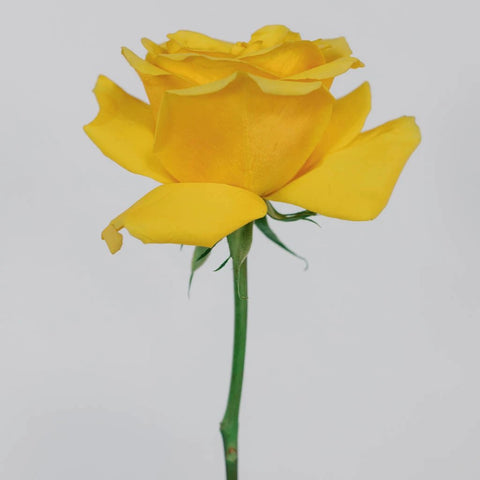 Yellow Rose Flower Stem