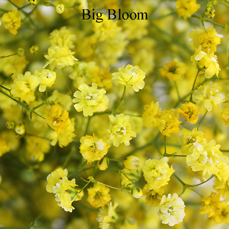 Yellow Airbrushed Baby's Breath