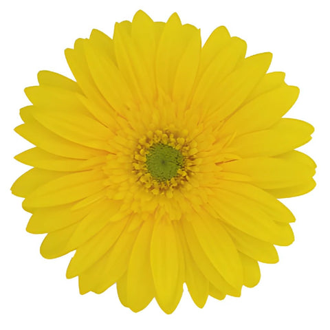 Gerbera Daisy Yellow Standard Blooms Wholesale Flower Up close