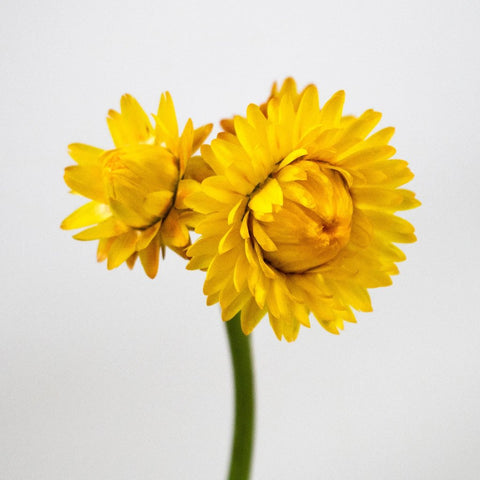 Yellow Straw Flower Stem