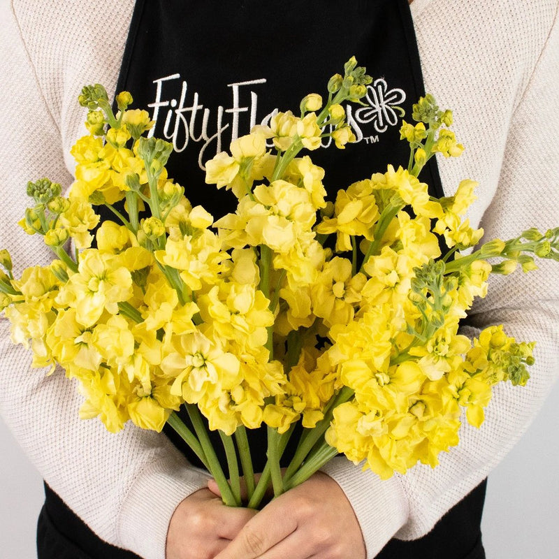 Yellow Tinted Stock Flower Bunch in Hand