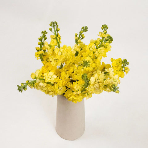 Yellow Tinted Stock Flower Bunch in Vase