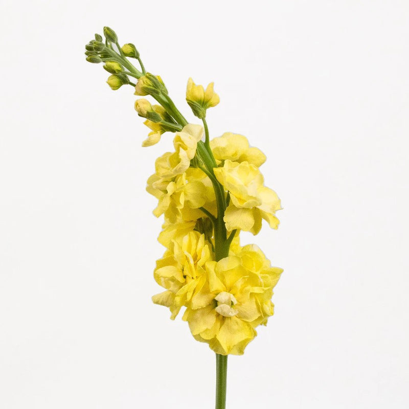 Yellow Tinted Stock Flower Stem