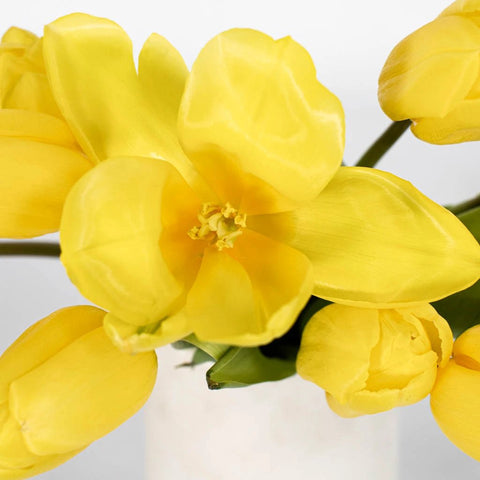 Yellow Flight Tulip Wholesale Flower Up close
