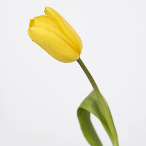 Yellow Tulip Flower Stem