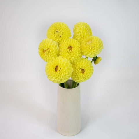 Yellow Dahlia Sunny Flower Bunch in Vase