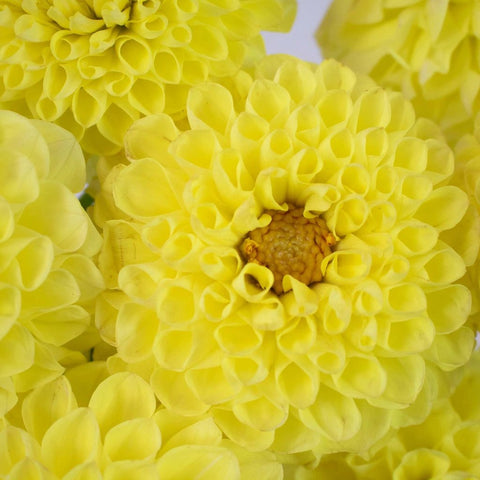 Yellow Dahlia Sunny Flower Up Close