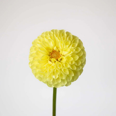 Yellow Dahlia Sunny Flower Stem